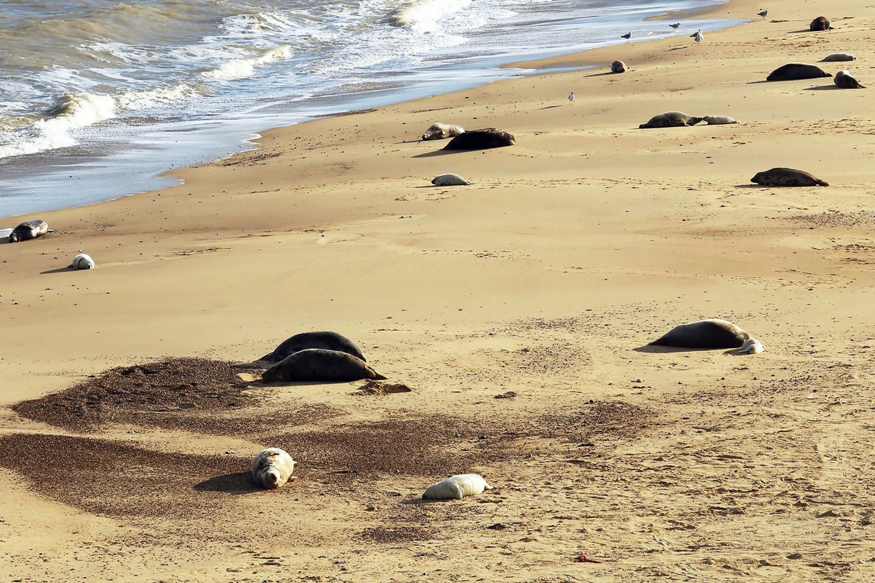 Seal pups on Winterton beach