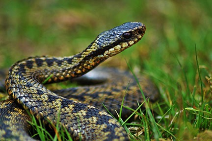 Winterton Adders