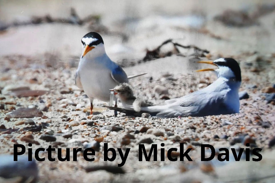 Little Terns at Winterton-on-Sea